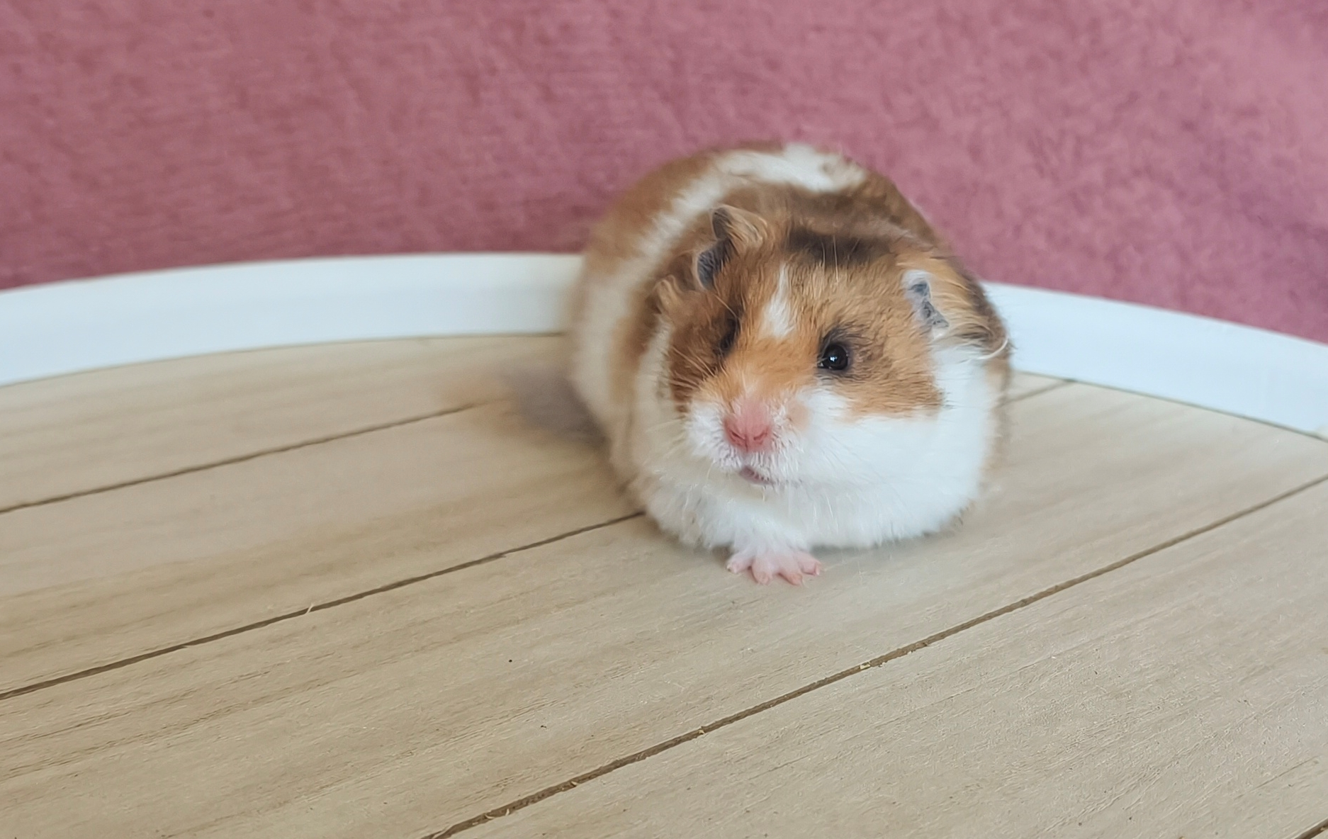 Křeček syrský