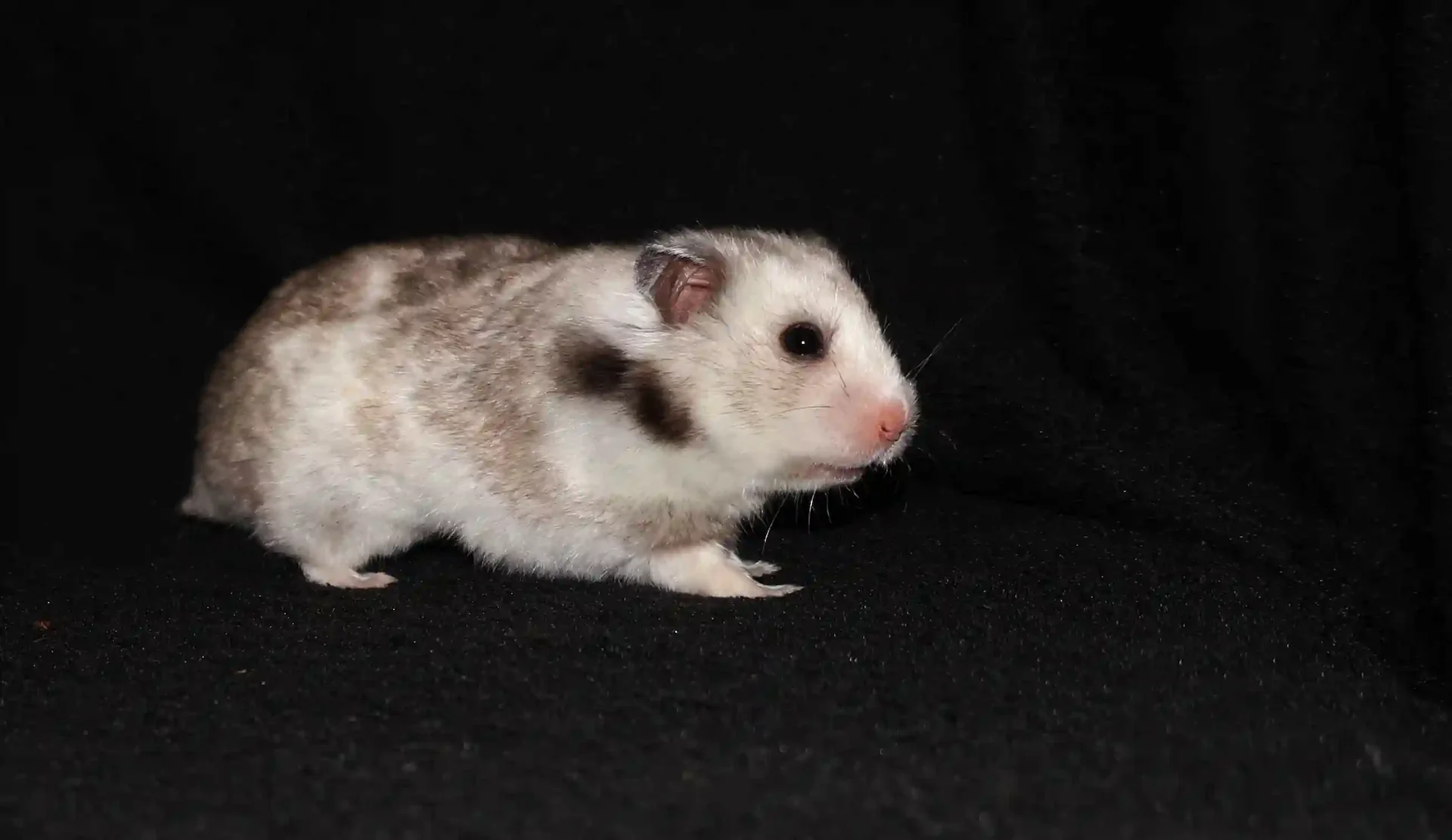 Křeček syrský