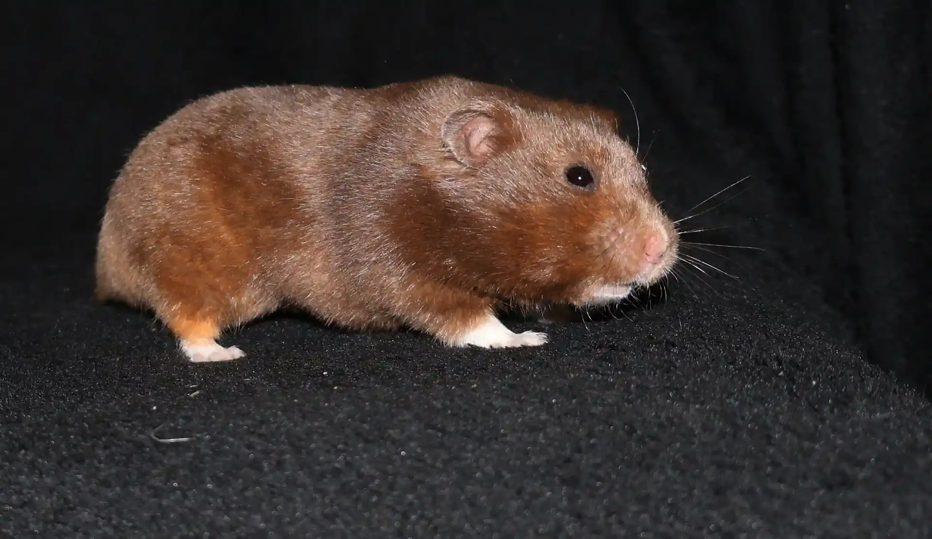 Křeček syrský