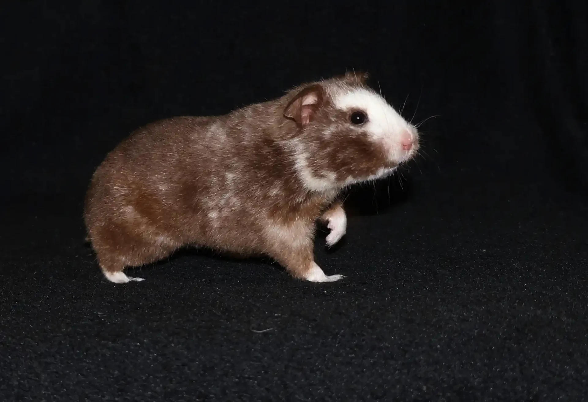 Křeček syrský