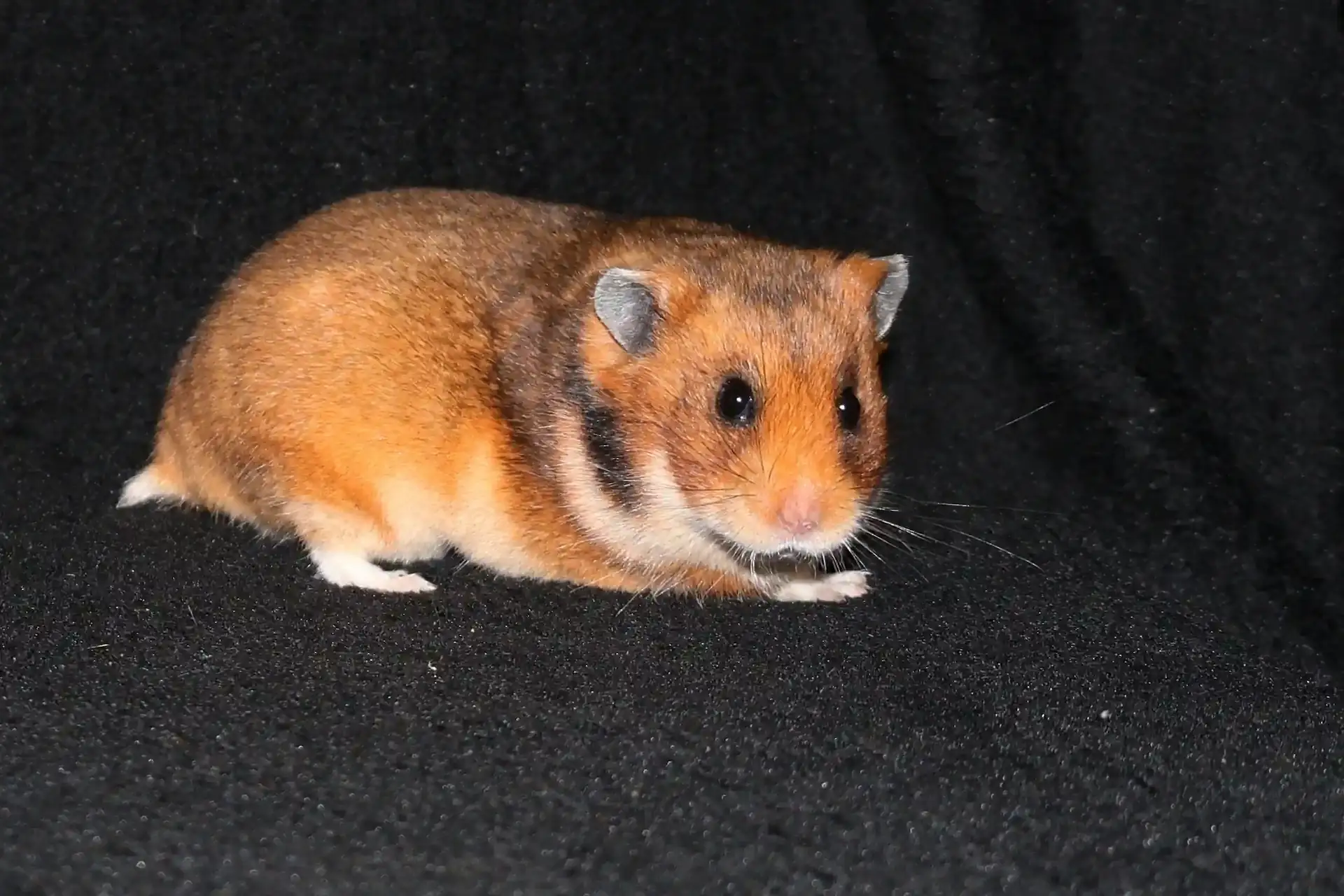 Křeček syrský