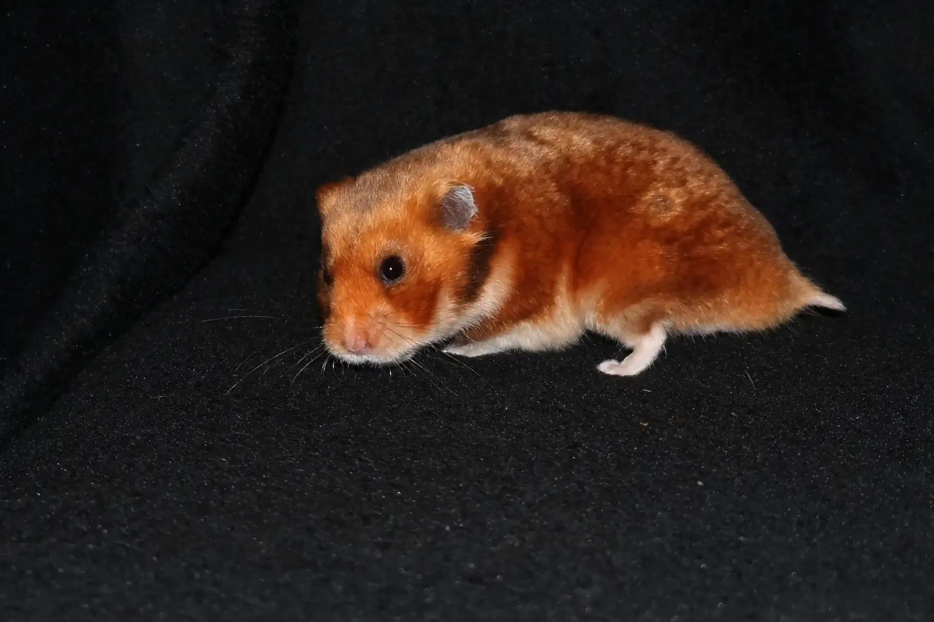 Křeček syrský