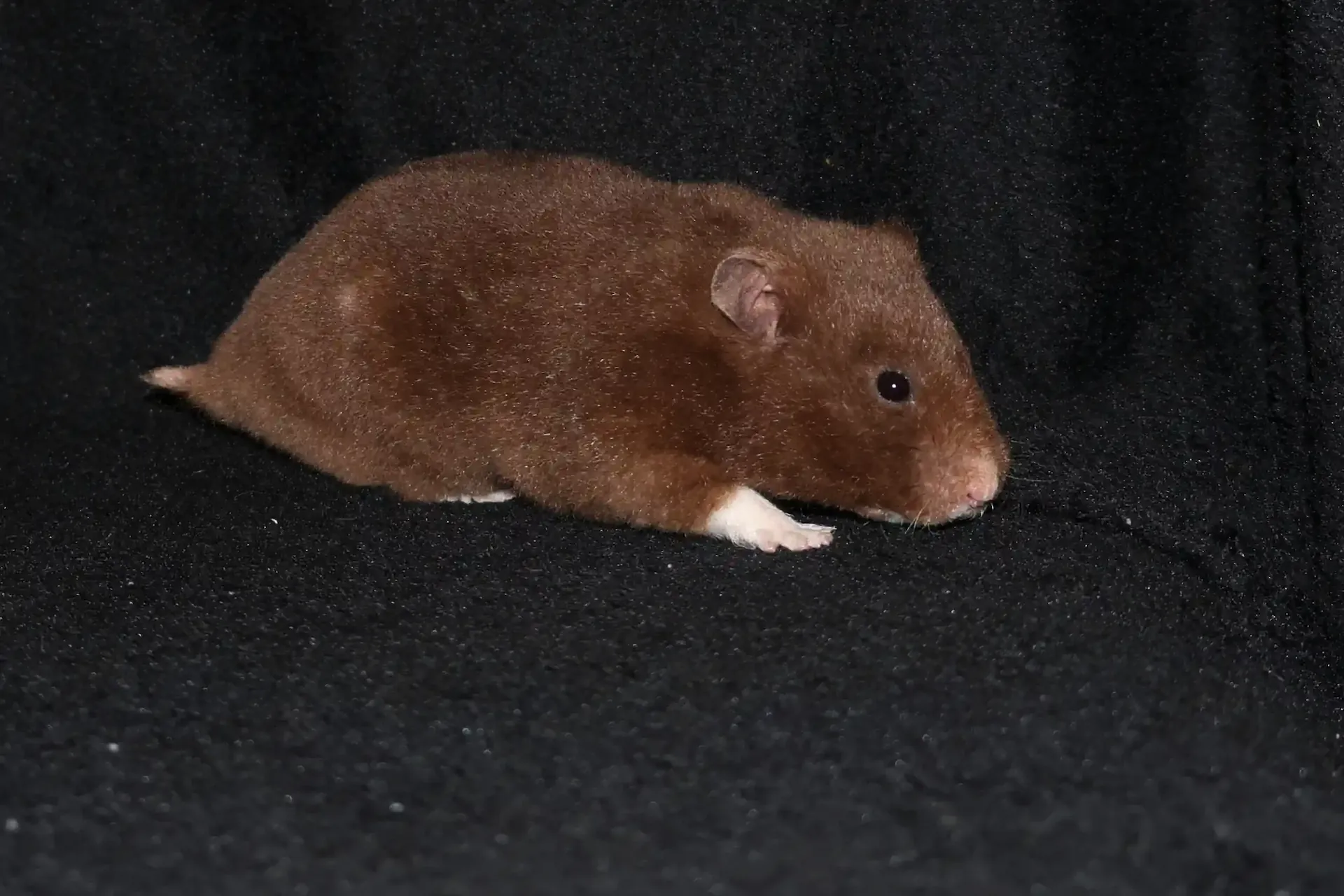 Křeček syrský