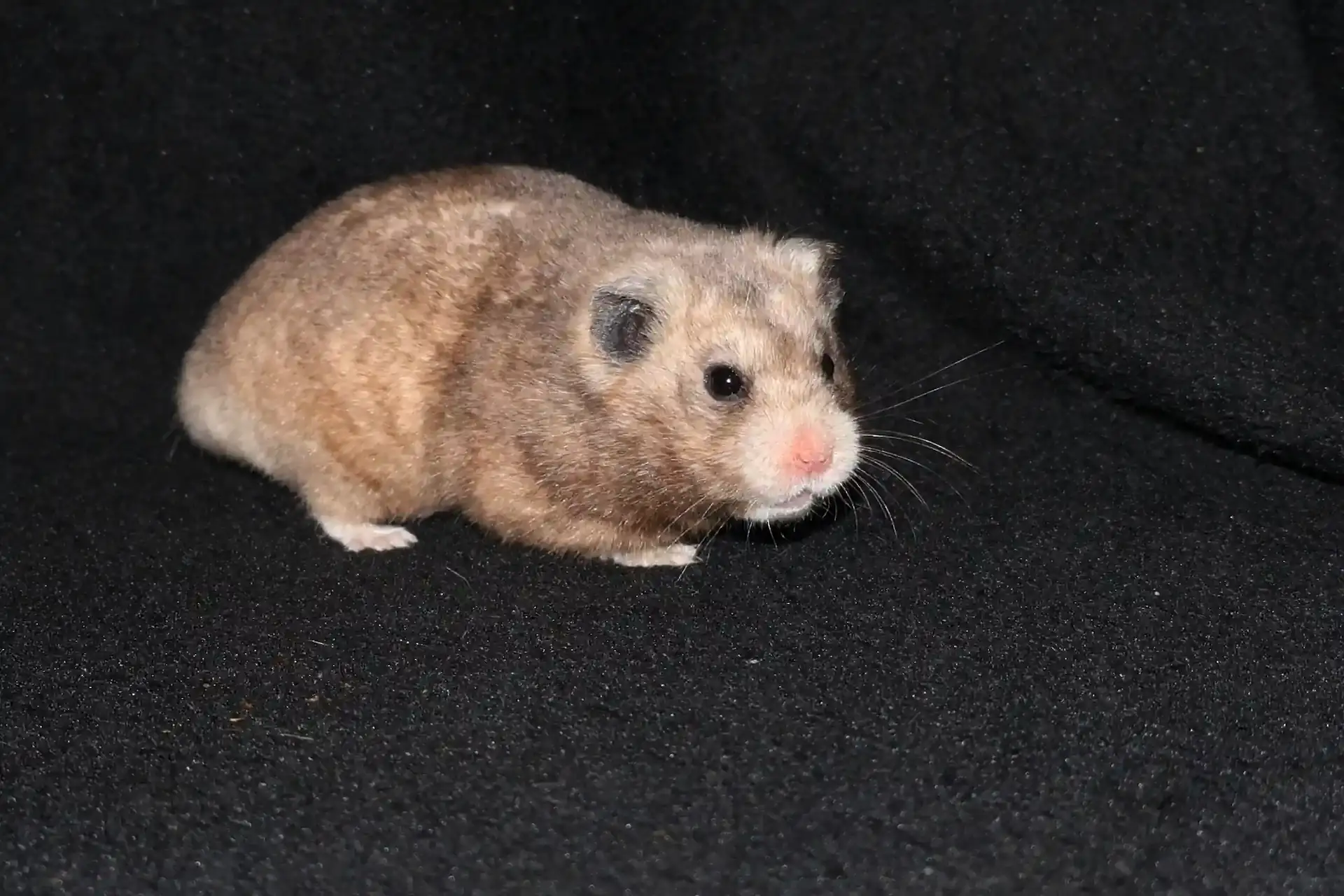 Křeček syrský