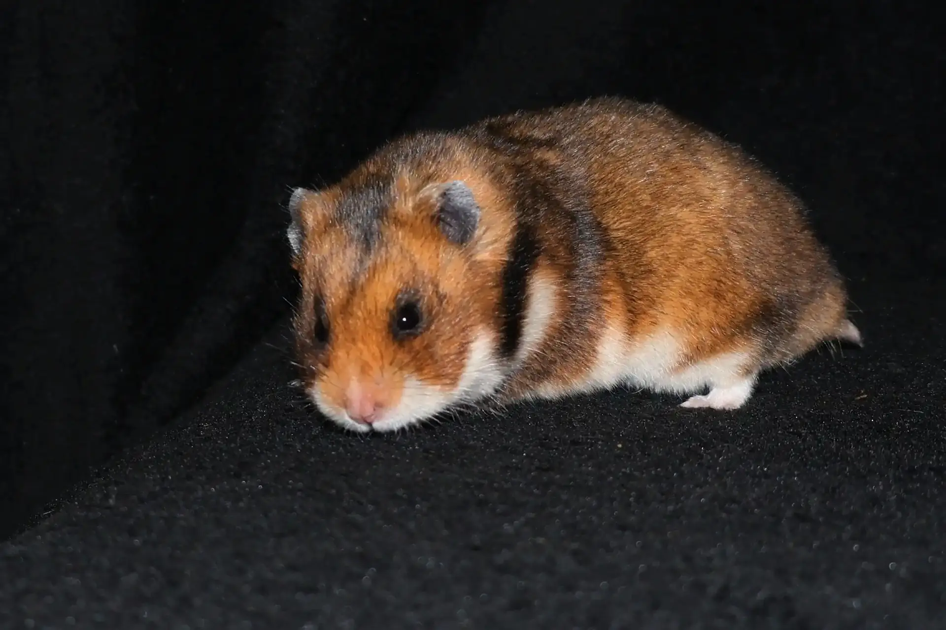 Křeček syrský
